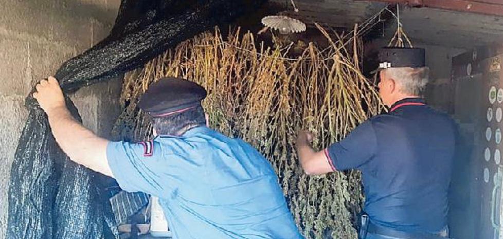 L’intervento dei carabinieri nel pollaio dell’azienda di Braccagni