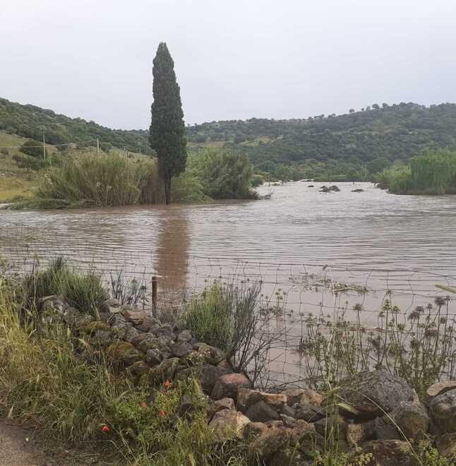 Trecento pecore uccise dall'acqua, il maltempo devasta Ittireddu