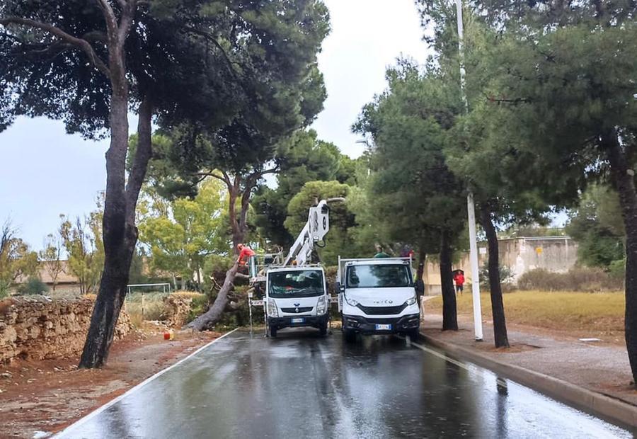 
	L'albero caduto sul viale per Calamosca<em> (foto Mario Rosas)</em>

