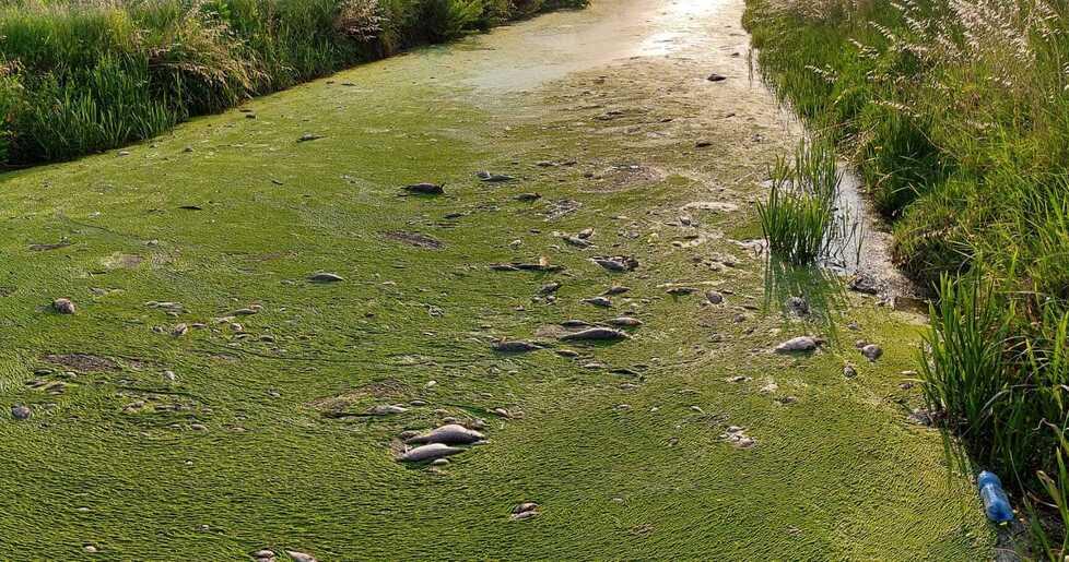 Pesci morti nel canale e acqua “verdastra” da Rio Saliceto a Carpi