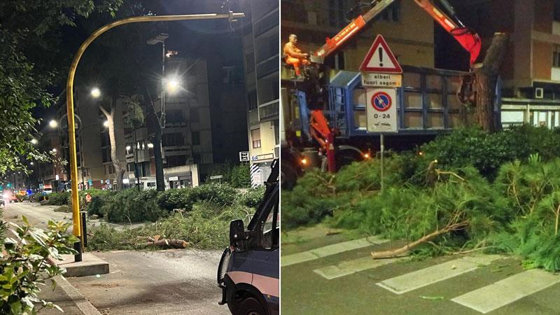 Viale Redi, pini rasi al suolo nella notte: inutile l’arrivo dei cittadini