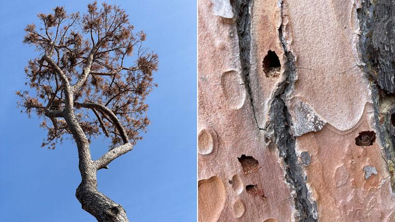 Maremma, lo stillicidio delle pinete. L’esperto: «La situazione è drammatica»