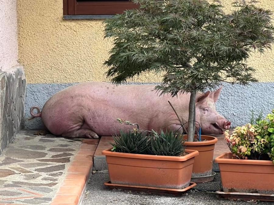 Maiale in giro per le strade del paese, cerca rifugio in un giardino