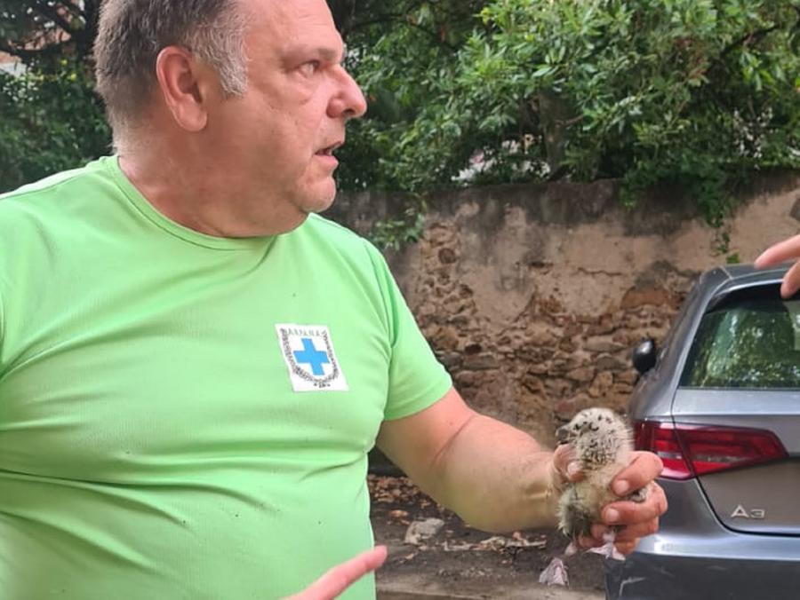 
	Il pullo salvato dai volontari

