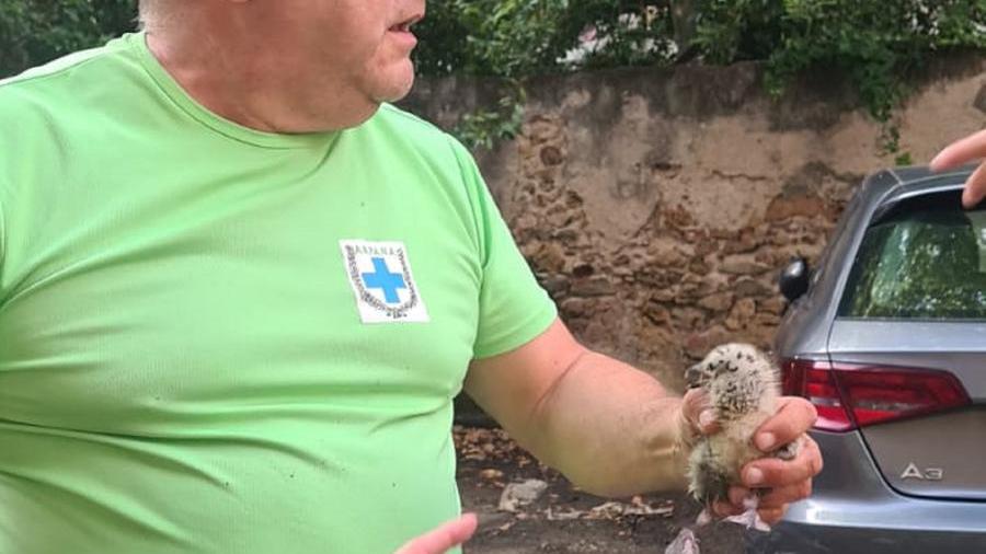 Il pullo salvato dai volontari