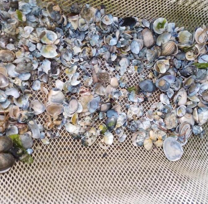 Gusci svuotati, il granchio blu si sta mangiando tutte le vongole