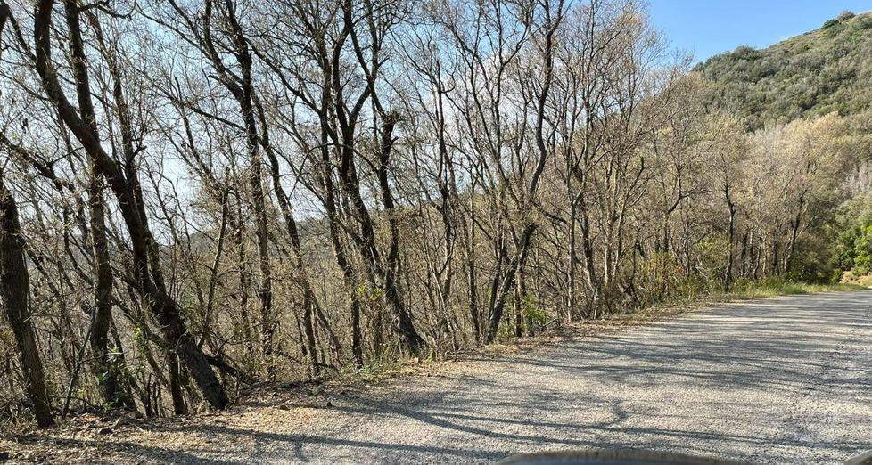 Portoferraio, lecceti divorati dalla limantria: tante segnalazioni in tutta l’isola