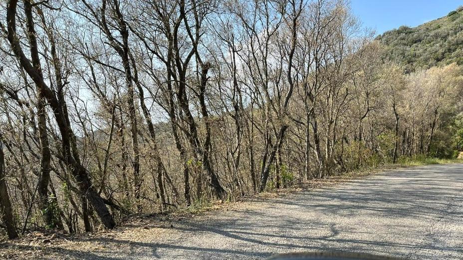 Portoferraio, lecceti divorati dalla limantria: tante segnalazioni in tutta l’isola
