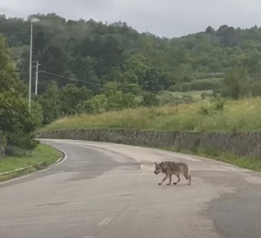 
	L'animale a Torniella da un fermo-immagine del video condiviso su Facebook da un cittadino&nbsp;

