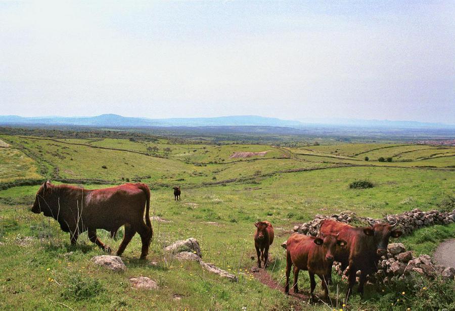 
	Bovini al pascolo&nbsp;

