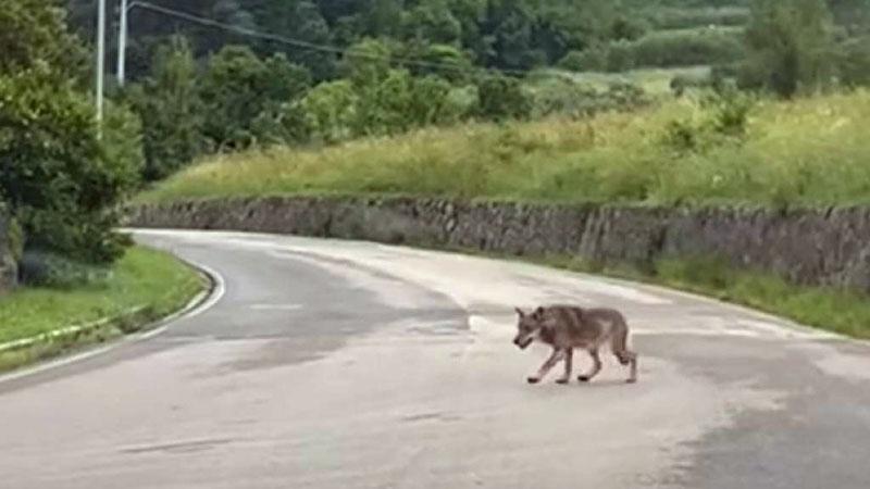 «Il lupo bussa alla porta di casa»: a Torniella nuovo avvistamento