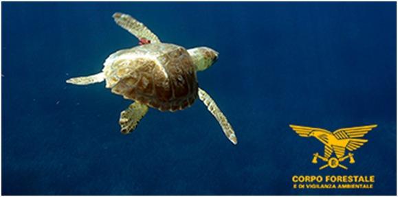 Tartarughe morte sulle coste dell’Ogliastra, una causa possibile l’ingestione di plastica