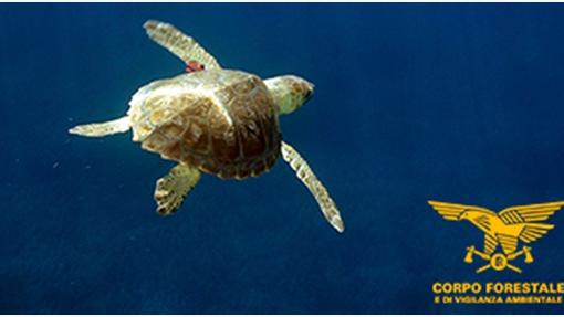 Tartarughe morte sulle coste dell’Ogliastra, una causa possibile l’ingestione di plastica
