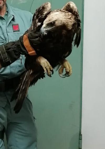 Immobile su una roccia: aquila reale debilitata soccorsa dai forestali a Ballao