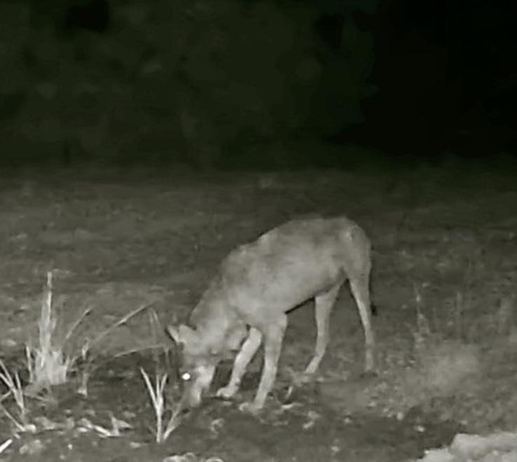 Firenze, lupo avvistato di notte nella zona di Malmantile a pochi metri dalle case