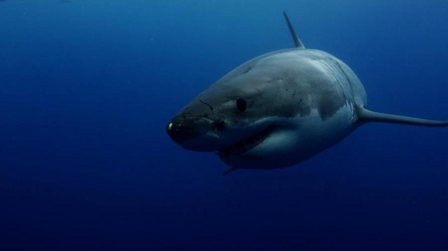 Egitto, turista di 23 anni ucciso da uno squalo sul Mar Rosso: l’attacco vicino alla spiaggia