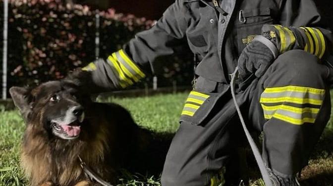 A Guastalla un cane finisce in un tombino, salvato dai vigili del fuoco