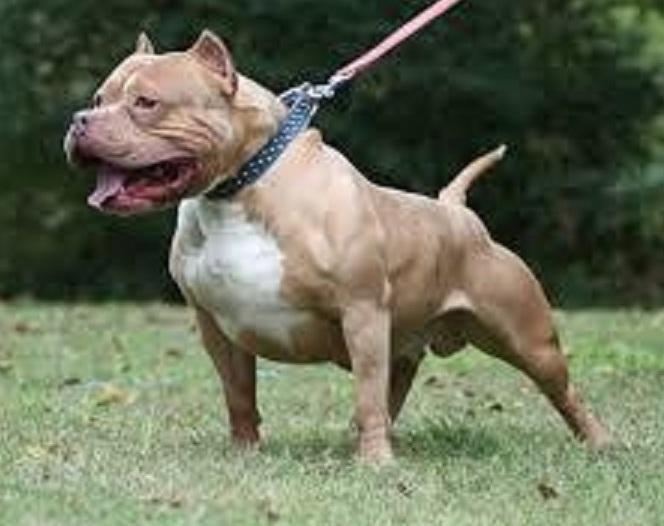 Pavullo, salva la fidanzata dal pitbull: a processo per maltrattamenti