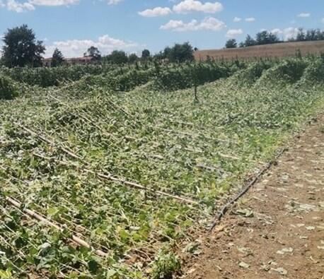 Alluvione in Romagna, spazzati via milioni di alberi: pesche e pere a peso d’oro