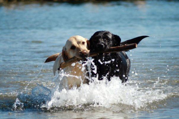 Dog Sport, a Lido Nazioni una settimana a 4 zampe 