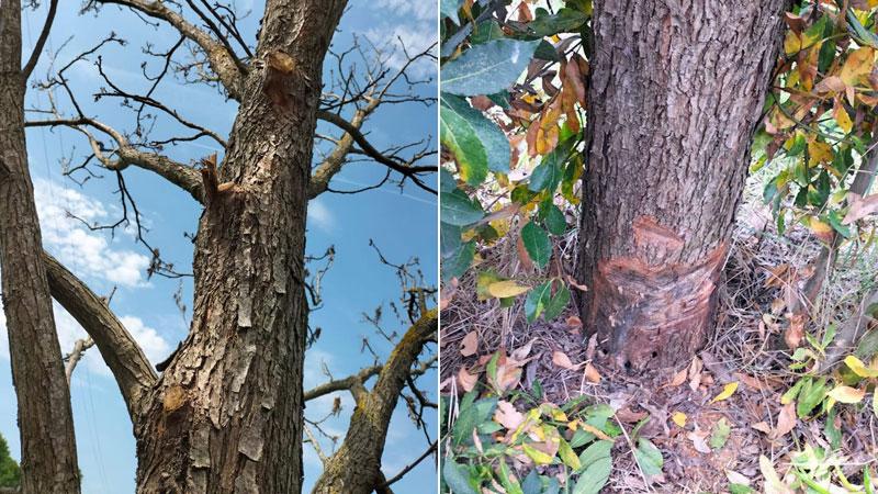 Tentano di segare e iniettano veleno nell’albero di una vedova: «Era il ricordo di mio marito»