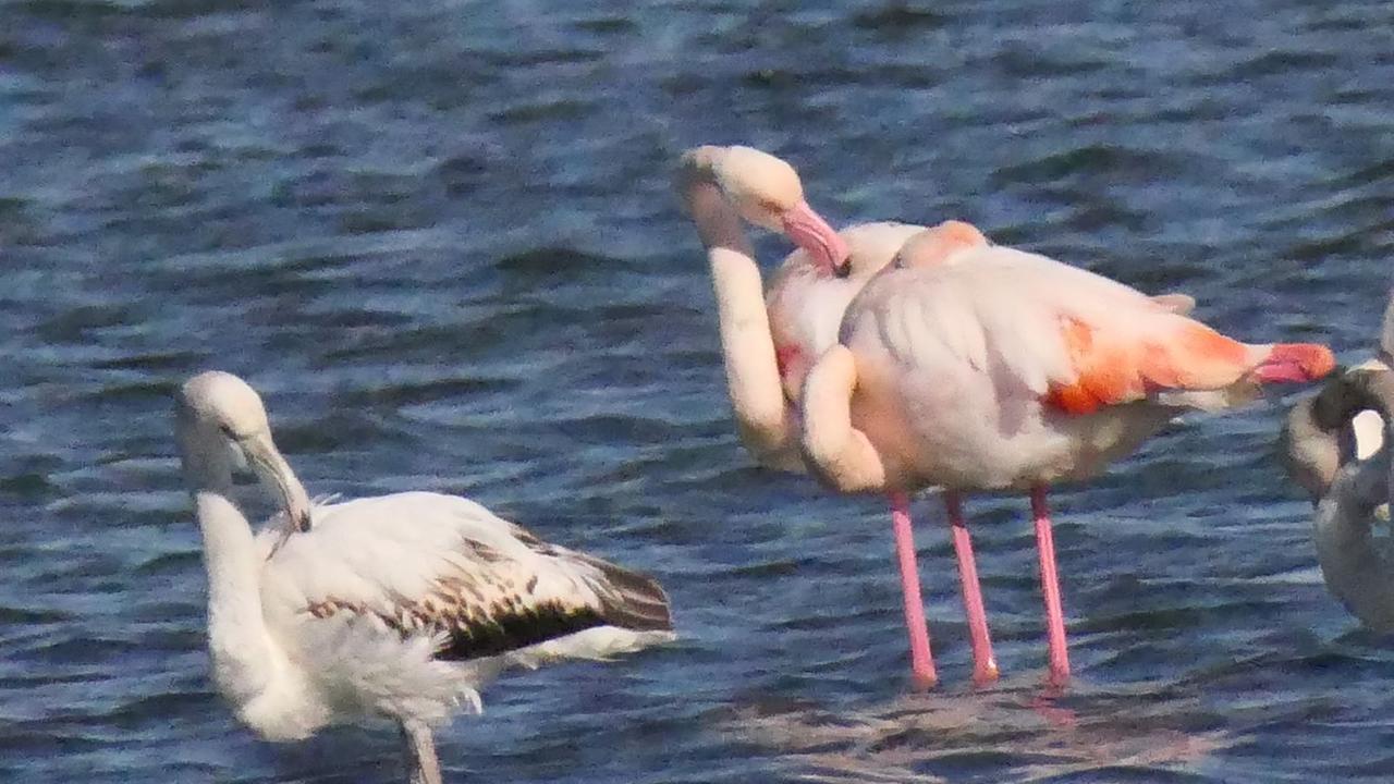 Riserva della Diaccia Botrona, il fenicottero rosa è tornato a riprodursi