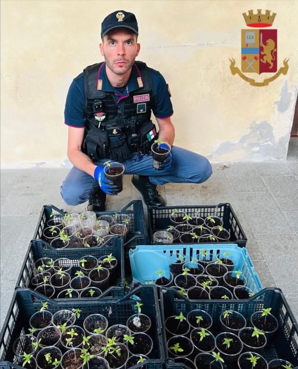 Reggio Emilia: la polizia interviene per un furto e sequestra 93 piantine sospette