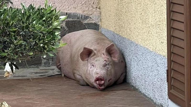 Maiale sfuggito al macello, la proposta di un’associazione: «Portiamolo in un santuario per animali liberi»