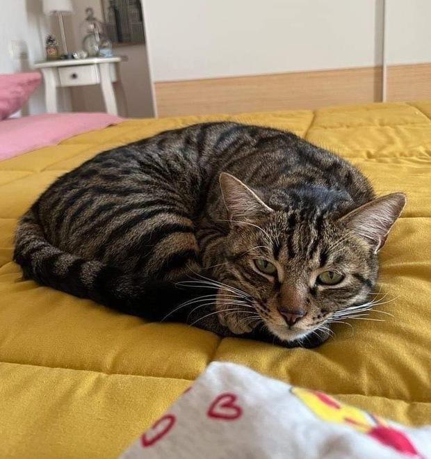 Gatto smarrito, sale la ricompensa: 1.500 euro a chi riporta Leopoldo