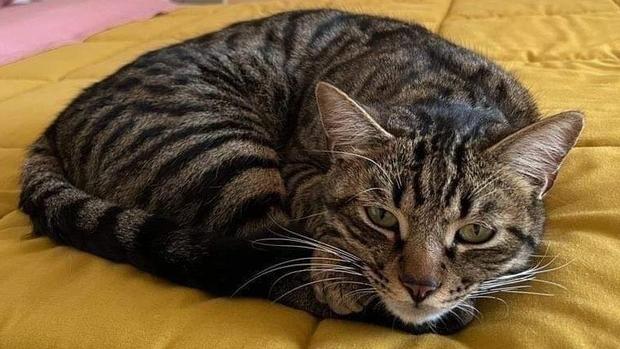 Gatto smarrito, sale la ricompensa: 1.500 euro a chi riporta Leopoldo