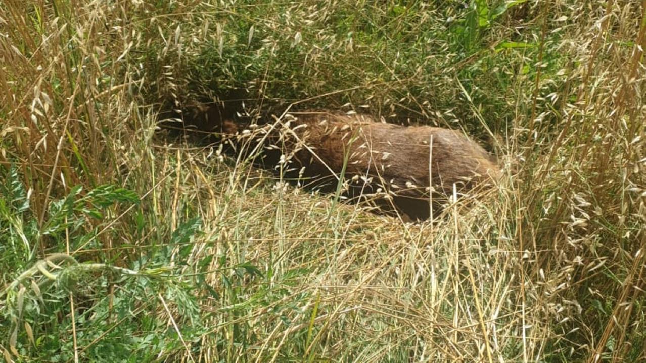 Il capriolo sul ciglio della strada