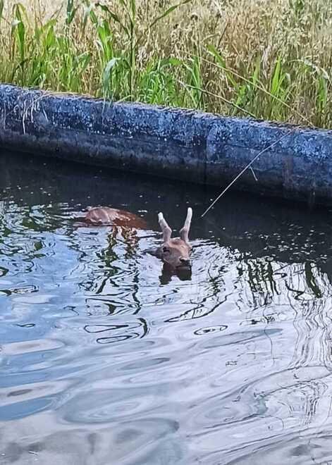 Lagosanto, i vigili del fuoco salvano dei daini caduti in acqua