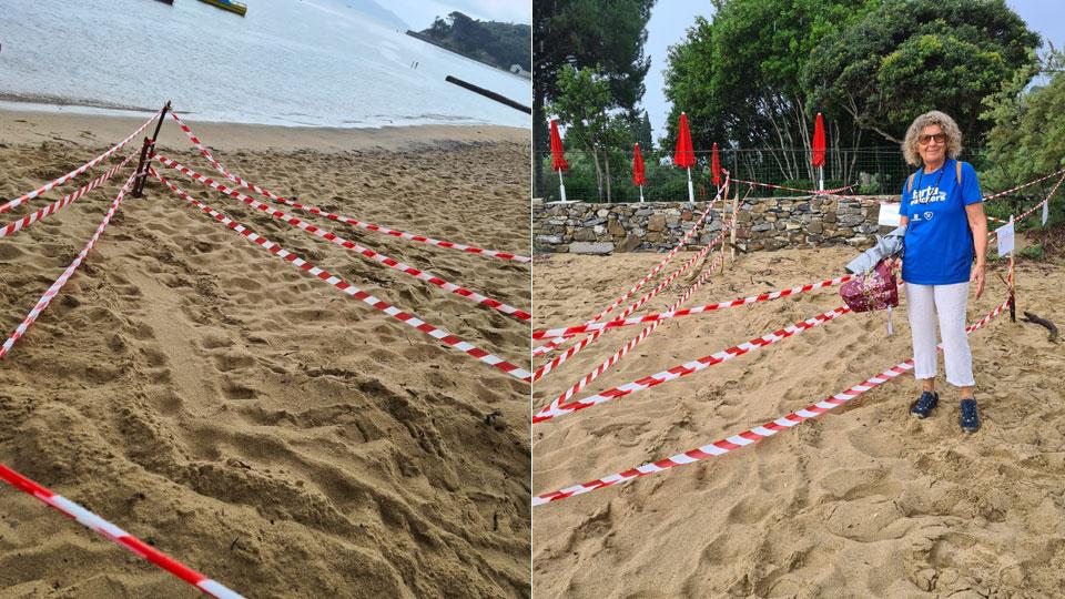 Elba, l’isola delle tartarughe fa spazio alla caretta “Fiorella”