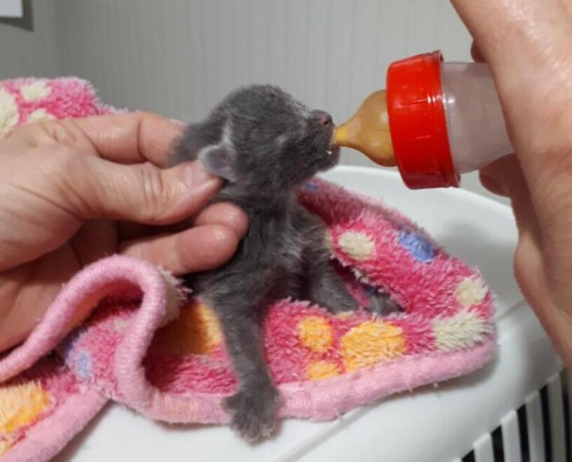 Tanti gattini abbandonati Appello per trovare balie