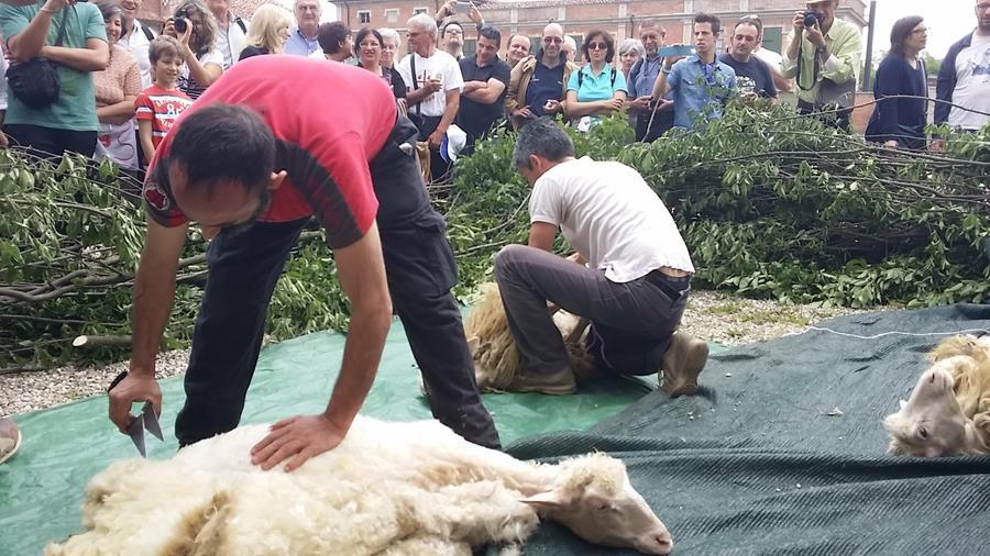 Torna “Su tusorzu”: i pastori sardi fanno festa con i pastori piacentini