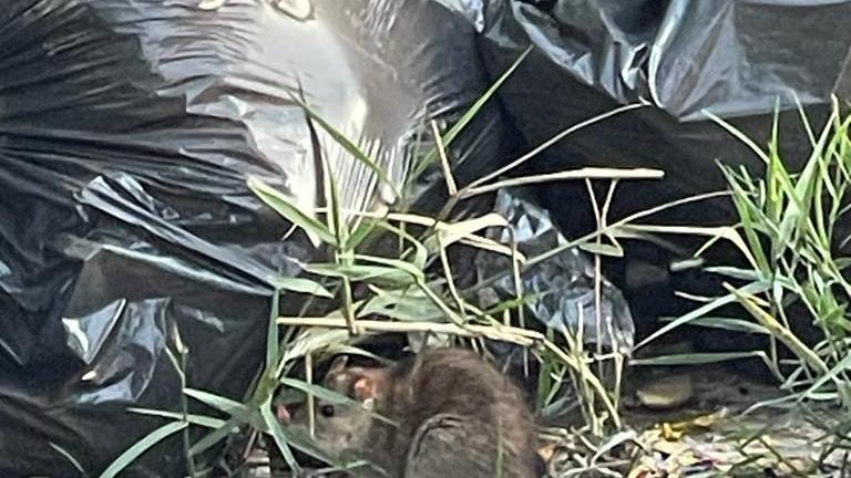 Modena. Via Lippi, topi tra i rifiuti in strada a due passi dalla scuola d’infanzia<br>