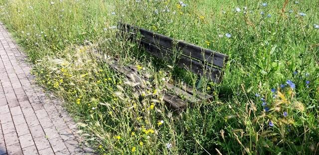 Modena. «Niente sfalci in via Salvo D’Acquisto, così le aree verdi sono inutilizzabili»<br>
<br>
