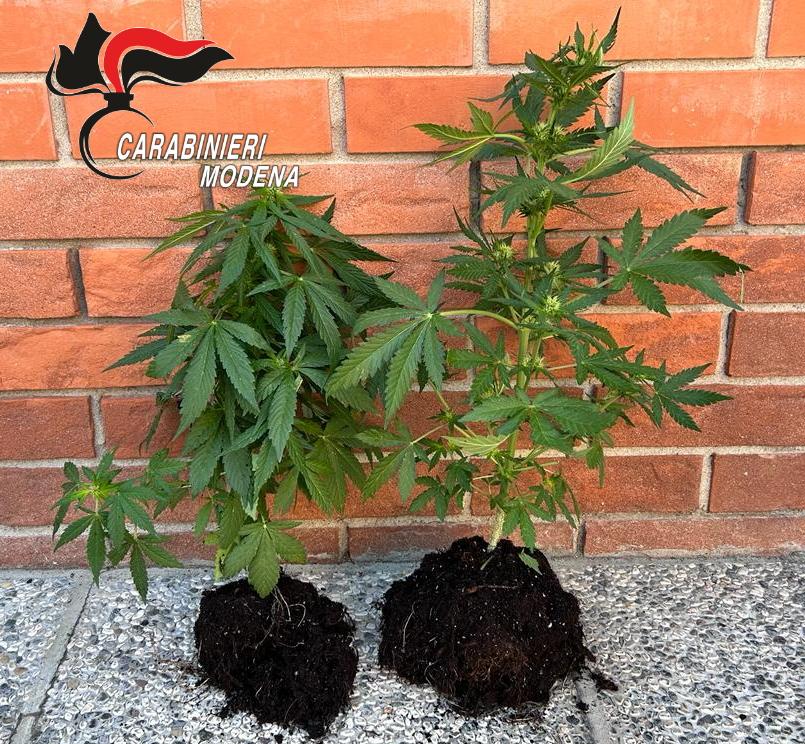 Maranello, coltiva marijuana sul balcone: denunciato