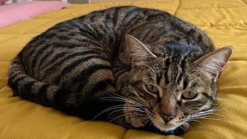 Gatto scomparso a Grosseto, il disperato appello: «Mia madre ha pochi giorni di vita. Solo Leopoldo può ridarle il sorriso»
