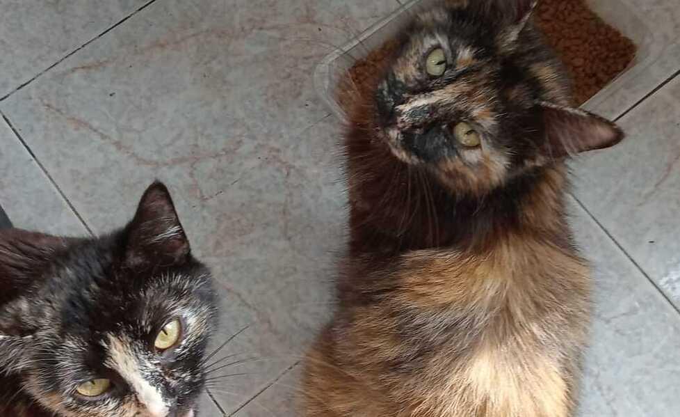 Olbia, «C’è qualcuno che avvelena tutti i gatti in via Barcellona» 