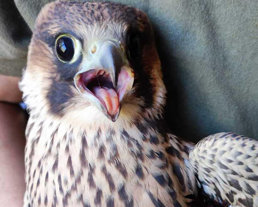 Un altro pellegrino ferito ricoverato al Cras Matildico