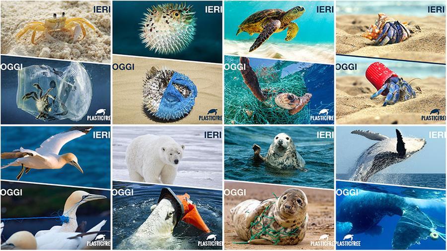 Ieri il mare blu, oggi la plastica: come aiutare pesci e animali marini nella battaglia contro gli imballaggi