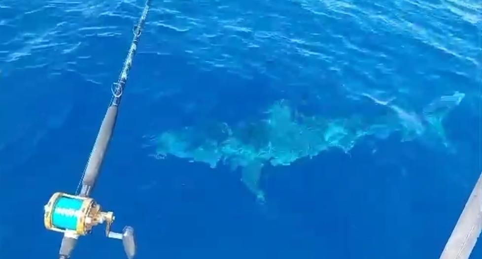 «Uno squalo al largo di Livorno». È allarme dopo il video virale: le immagini