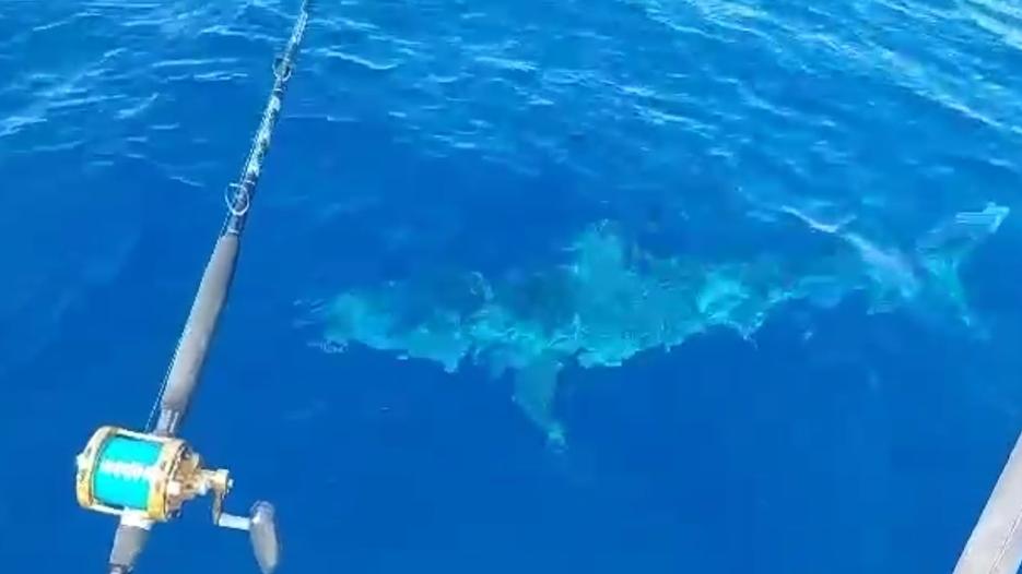 «Uno squalo al largo di Livorno». È allarme dopo il video virale: le immagini