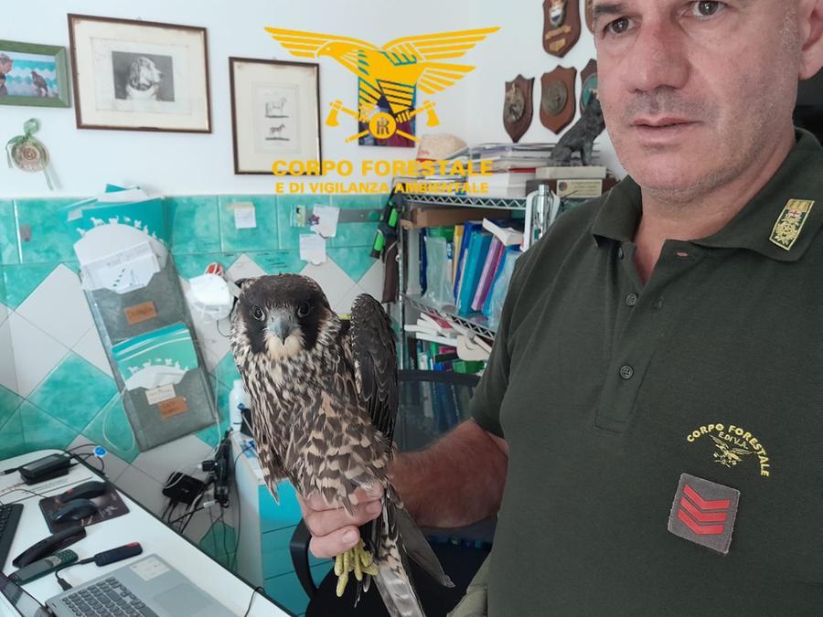 Falco pellegrino sfinito dalla fame nelle campagne di Morgongiori: soccorso dai Forestali