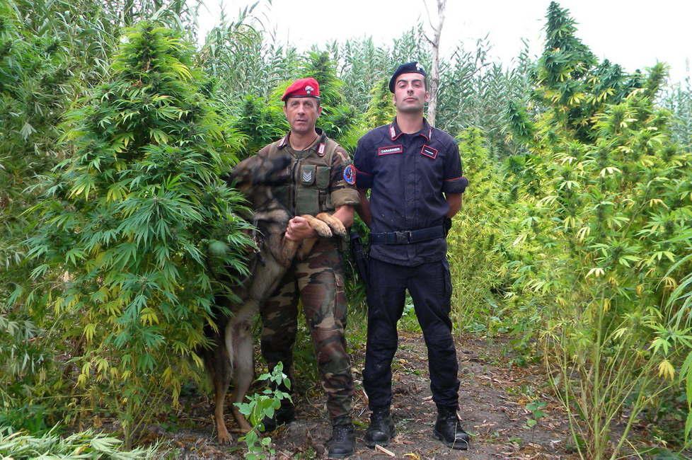 Marijuana, la Sardegna si candida per coltivarla 