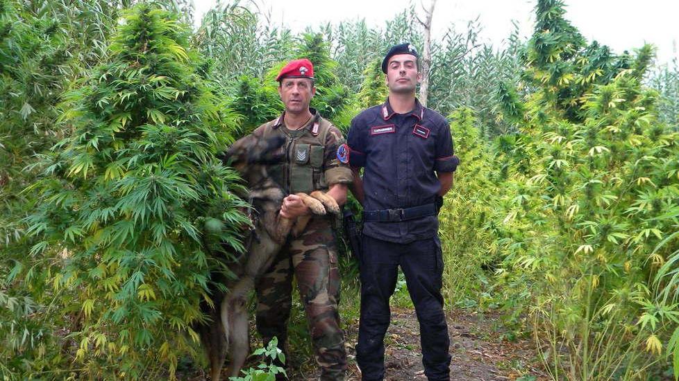 Marijuana, la Sardegna si candida per coltivarla 