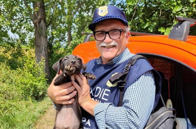 Modena, salvata una mamma pitbull con i suoi 8 cuccioli