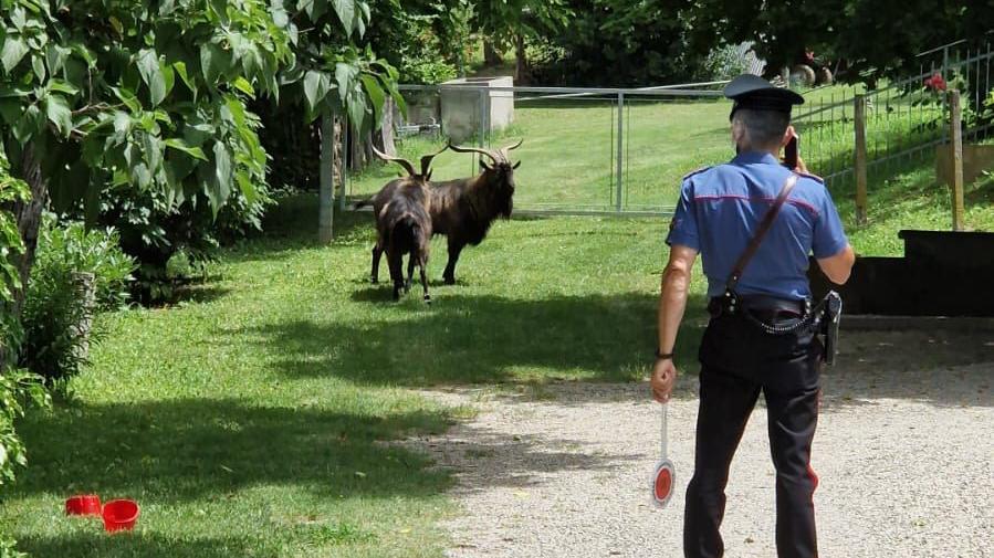 Savignano, due caproni da un quintale a spasso per il paese