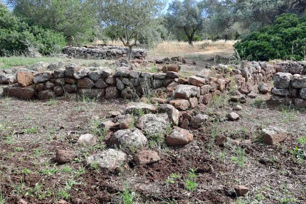 Assalto di cinghiali a Santa Cristina, da Paulilatino l’ordine di abbatterli 